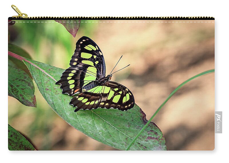 Butterfly Zip Pouch featuring the photograph Malachite Butterfly by Tim Abeln