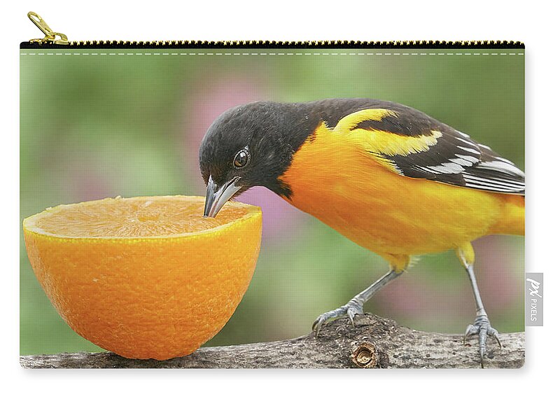 Baltimore Oriole Zip Pouch featuring the photograph Male Baltimore Oriole tasting an orange by Jim Hughes