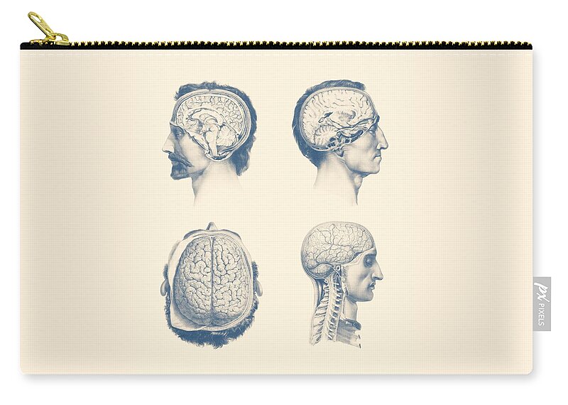 Spinal Cord Zip Pouch featuring the mixed media Male Brain Anatomy - Multi-View by Vintage Anatomy Prints