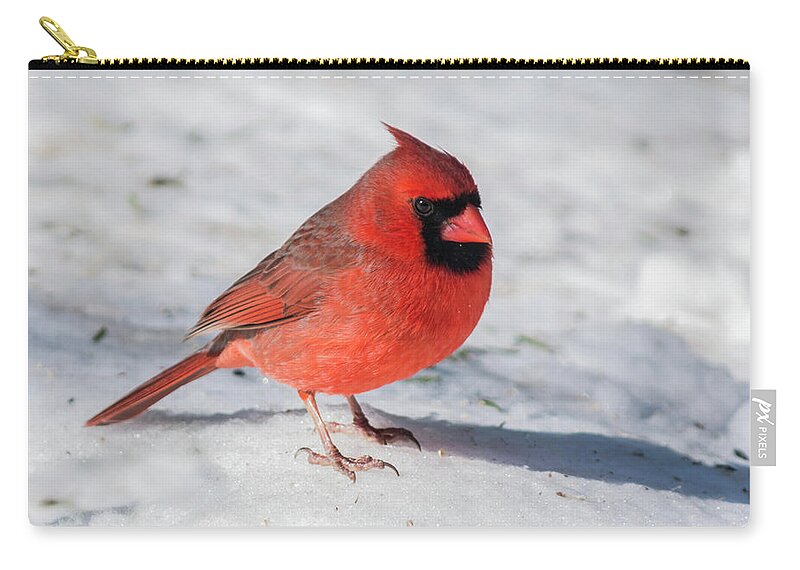 Male Cardinal Color Photograph In Winter Zip Pouch featuring the photograph Male Cardinal in Winter by Kenneth Cole