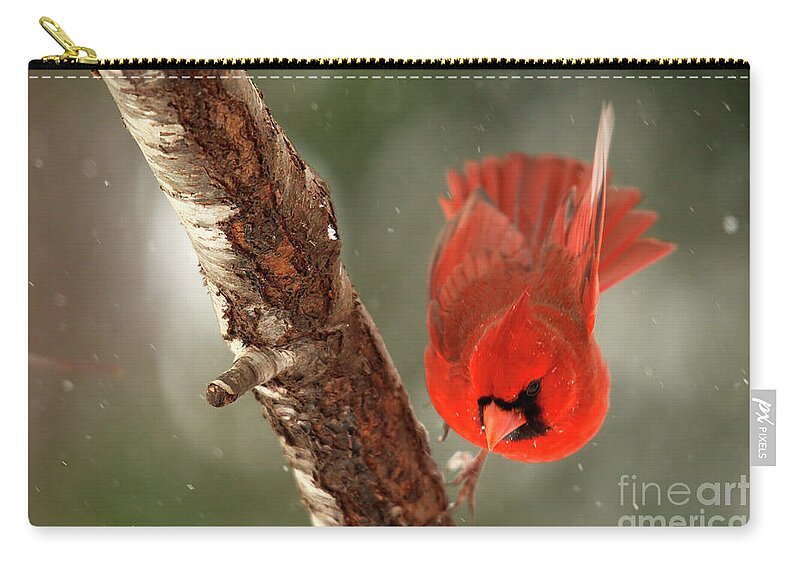 Take Off Zip Pouch featuring the photograph Male Cardinal Take Off by Darren Fisher