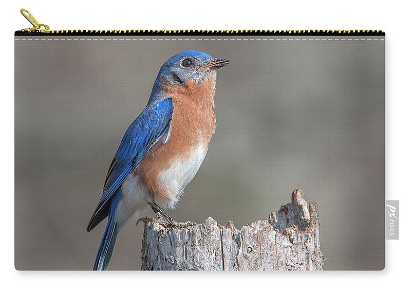Nature Carry-all Pouch featuring the photograph Male Eastern Bluebird Singing DSB0287 by Gerry Gantt