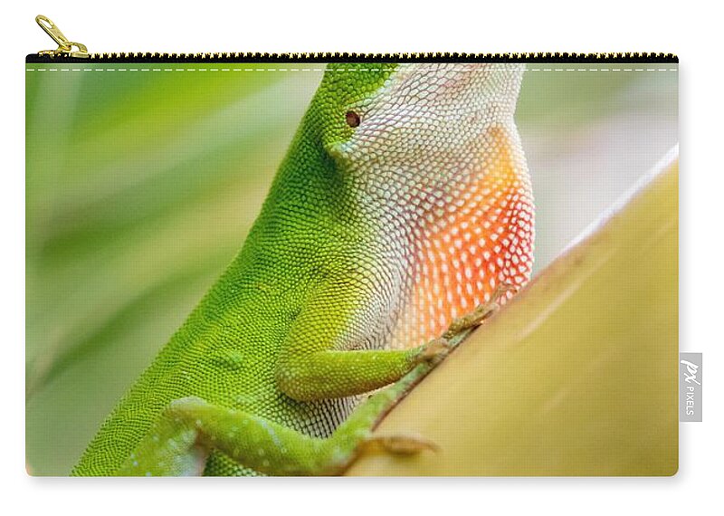 Male Zip Pouch featuring the photograph Male Green Anole Lizard by Fred J Lord