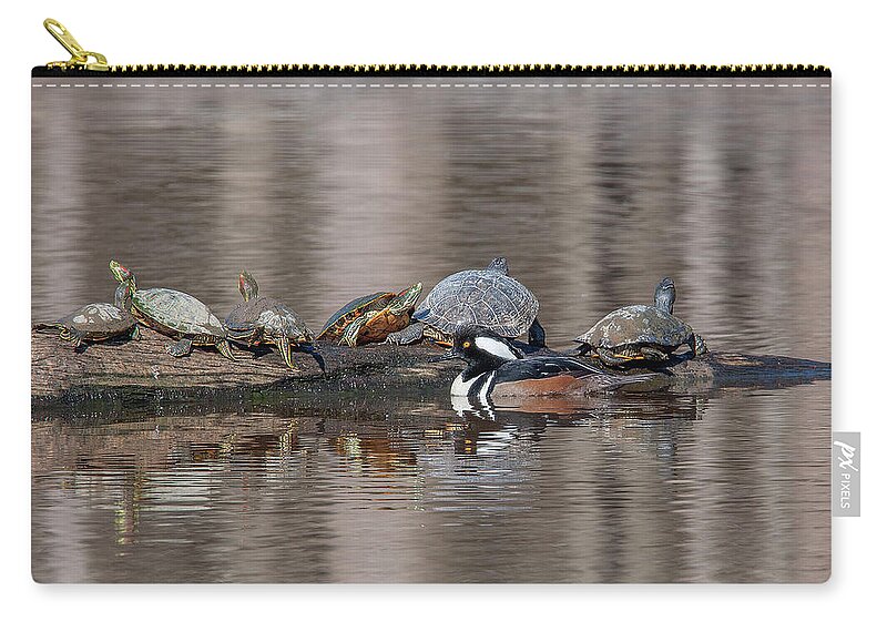 Nature Zip Pouch featuring the photograph Male Hooded Merganser and Basking Red-eared Sliders DWF0163 by Gerry Gantt