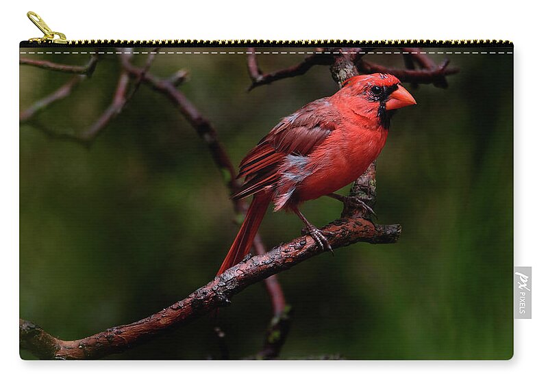 Male Northern Cardinal Zip Pouch featuring the photograph Male Northern Cardinal by Debra Martz