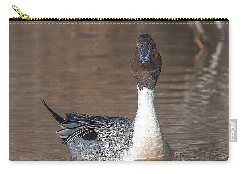 Nature Zip Pouch featuring the photograph Male Northern Pintail DWF0158 by Gerry Gantt