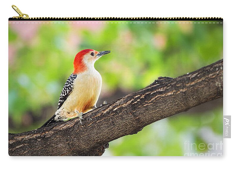 Nature Zip Pouch featuring the photograph Male Red-Bellied Woodpecker by Sharon McConnell