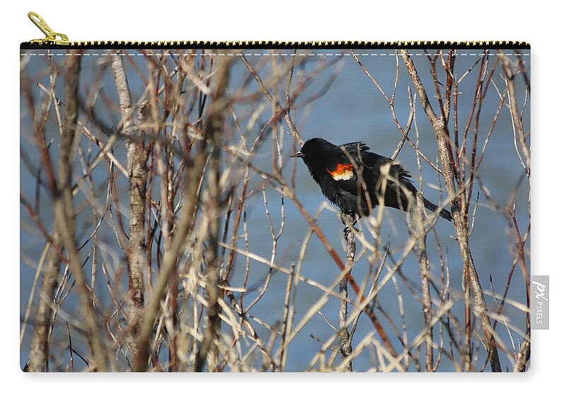 Blackbird Zip Pouch featuring the photograph Male Red-Winged Blackbird 001 by DiDesigns Graphics