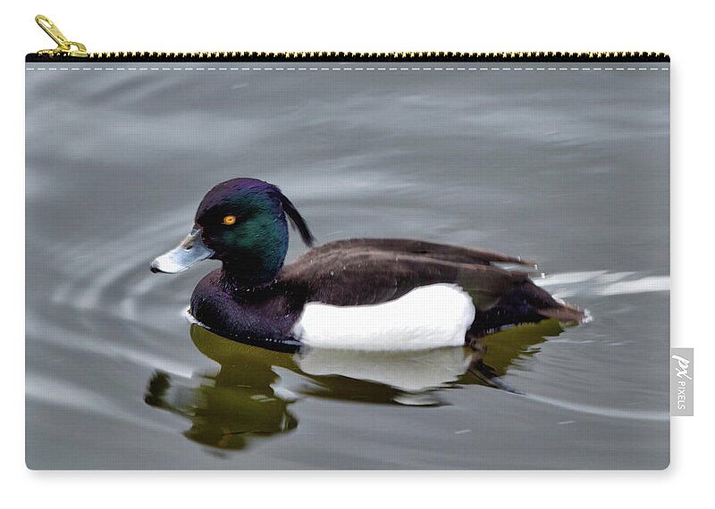 Tufted Duck Zip Pouch featuring the photograph Male Tufted Duck by Jeff Townsend