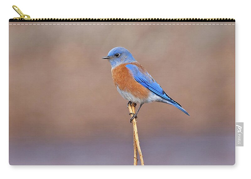 Adult Zip Pouch featuring the photograph Male Western Bluebird Perched on a Stalk by Jeff Goulden