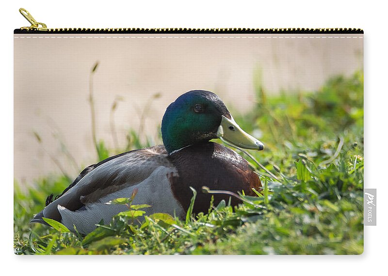 Mallard Zip Pouch featuring the photograph Mallard Drake on the Ohio River Bank by Holden The Moment