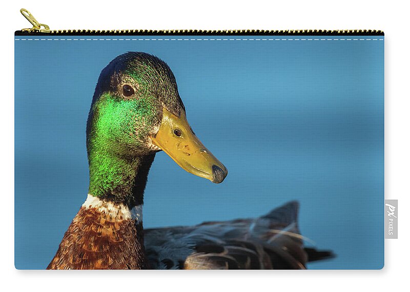 Mallard Duck Carry-all Pouch featuring the photograph Mallard Duck by Jonathan Nguyen