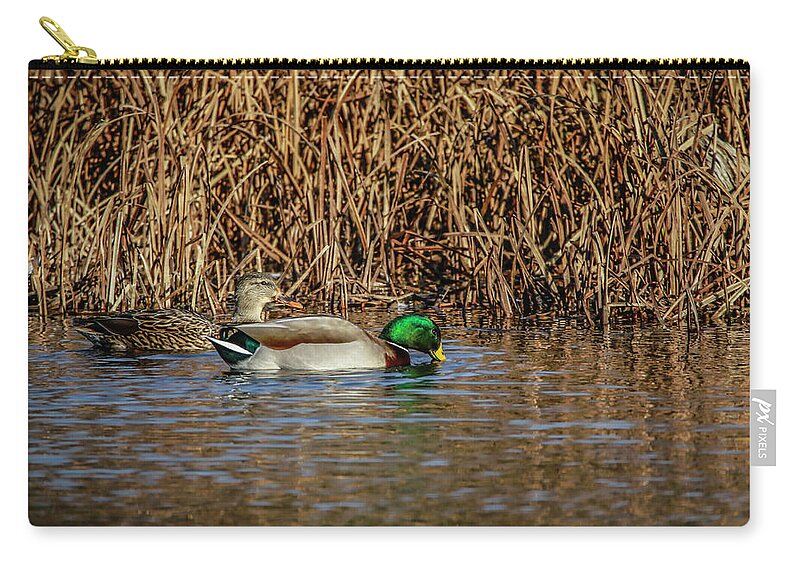 Drake Mallard Zip Pouch featuring the photograph Mallards At The Marsh by Ray Congrove