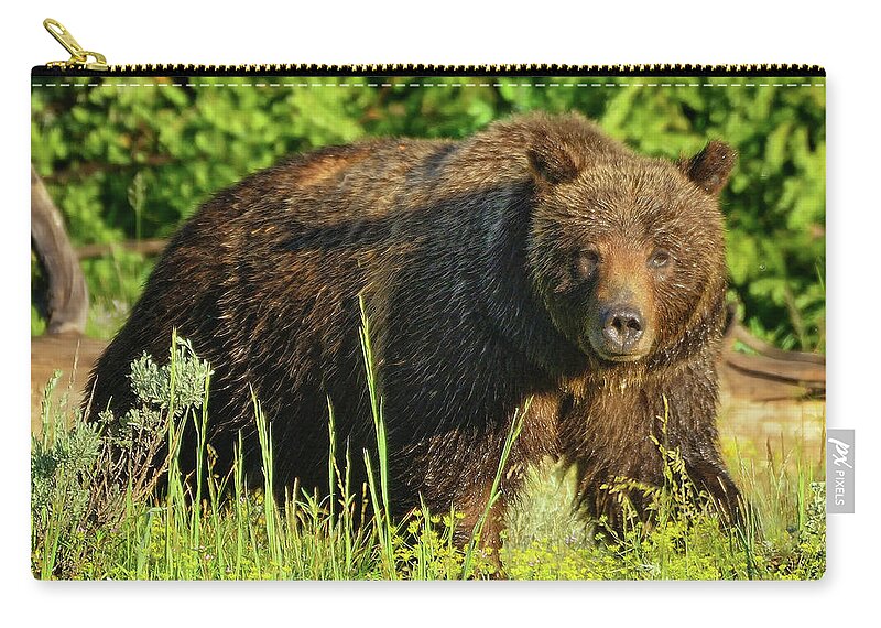 Grizzly Zip Pouch featuring the photograph Mama Bear by Greg Norrell