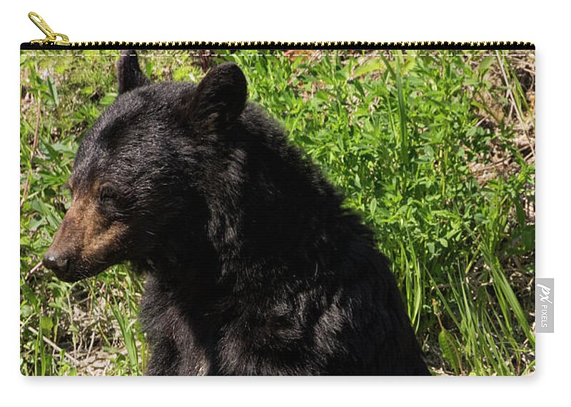 Black Zip Pouch featuring the photograph Mama Black Bear by Louise Magno