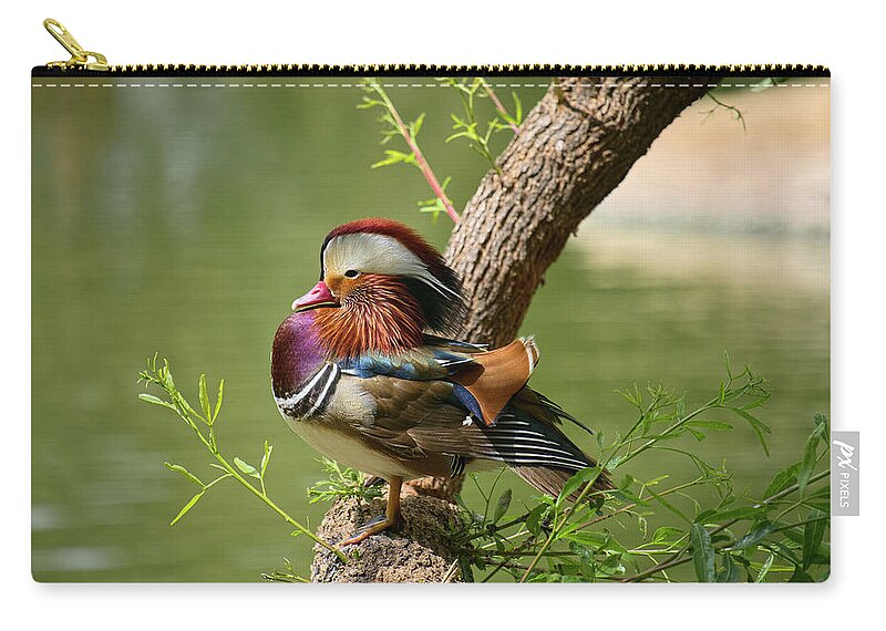 Face Mask Zip Pouch featuring the photograph Mandarin Duck on Tree by Lucinda Walter