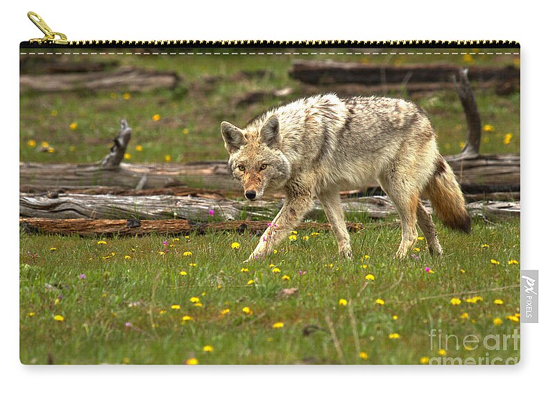 Coyote Zip Pouch featuring the photograph Marching Among The Dandelions by Adam Jewell