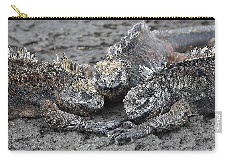 Iguana Carry-all Pouch featuring the photograph Marine Iguana Rendevous by Ben Foster
