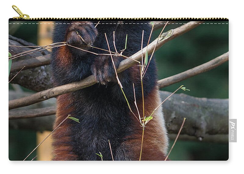 Greg Nyquist Zip Pouch featuring the photograph Masala the Curious by Greg Nyquist