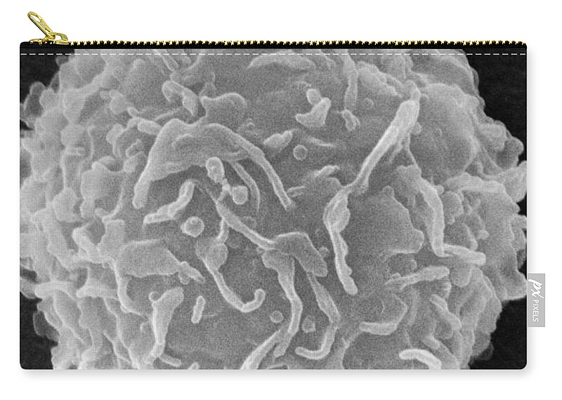 Biology Zip Pouch featuring the photograph Mast Cell SEM by Don Fawcett and E Shelton and Photo Researchers