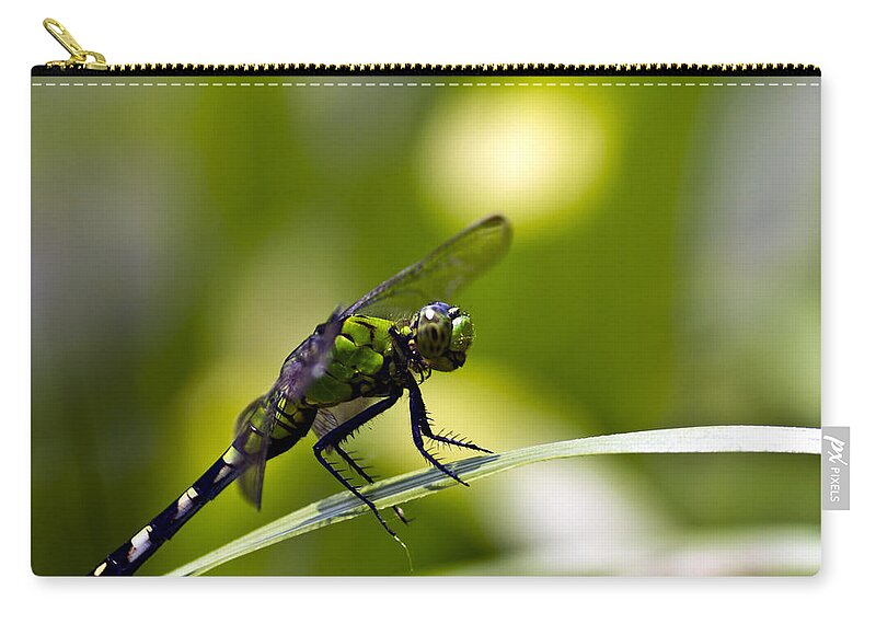 Dragonfly Zip Pouch featuring the photograph Mean Green by Ken Frischkorn
