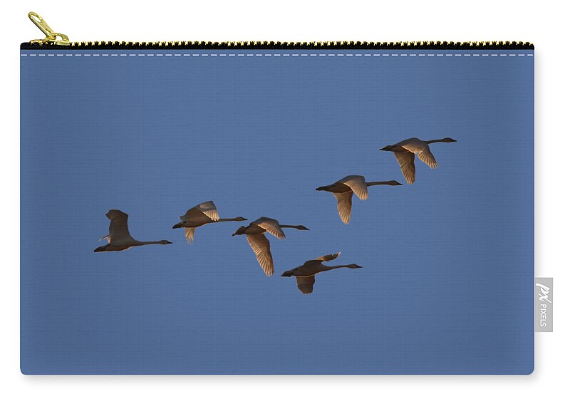 Swans Zip Pouch featuring the photograph Migrating Swans by Whispering Peaks Photography