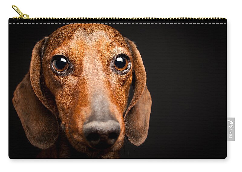 Mike Zip Pouch featuring the photograph Mike the Dachshund by SR Green