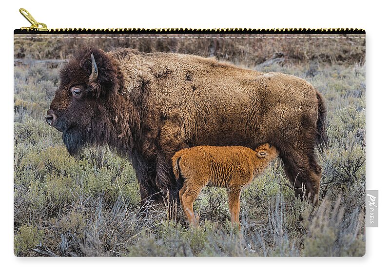 Bison Zip Pouch featuring the photograph Milk For Lunch by Yeates Photography
