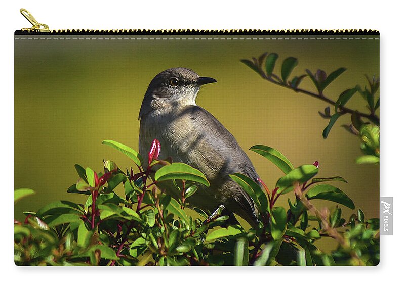 Linda Brody Zip Pouch featuring the photograph Mockingbird Contemplation II by Linda Brody