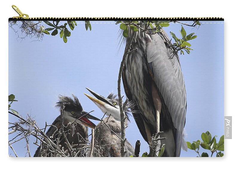 Blue Heron Zip Pouch featuring the photograph Mom And Babies by Deborah Benoit