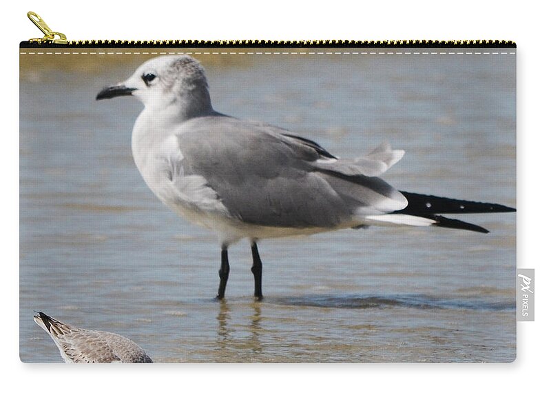 Shore Bird Zip Pouch featuring the photograph Mommy and Me by Melanie Moraga