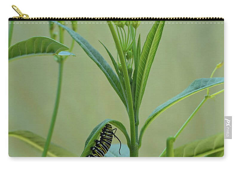 Butterfly Zip Pouch featuring the photograph Monarch Caterpillar on Milkweed by Aimee L Maher ALM GALLERY