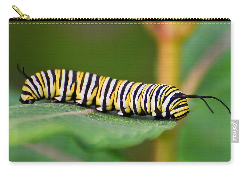 Monarch Zip Pouch featuring the photograph Monarch Caterpillar on Milkweed by Kerri Farley