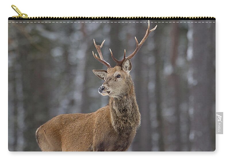 Red Zip Pouch featuring the photograph Monarch Of The Woods by Pete Walkden