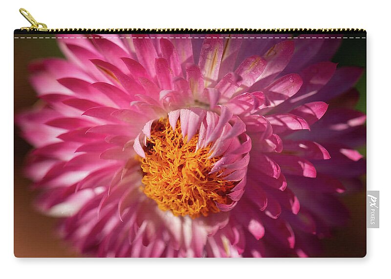 Flower Zip Pouch featuring the photograph Monster Rose by Carrie Hannigan