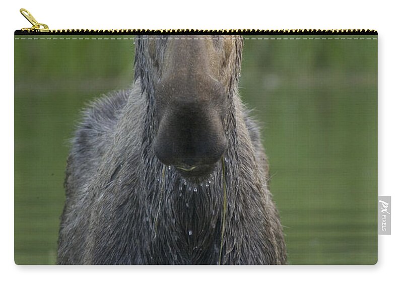 Mp Zip Pouch featuring the photograph Moose Alces Americanus Female, Chena by Michael Quinton