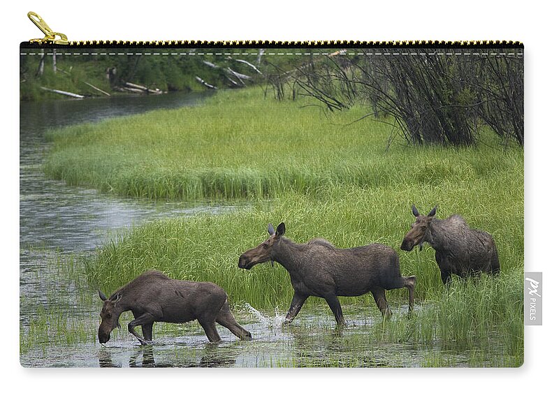 Mp Carry-all Pouch featuring the photograph Moose Alces Americanus Trio Crossing by Michael Quinton