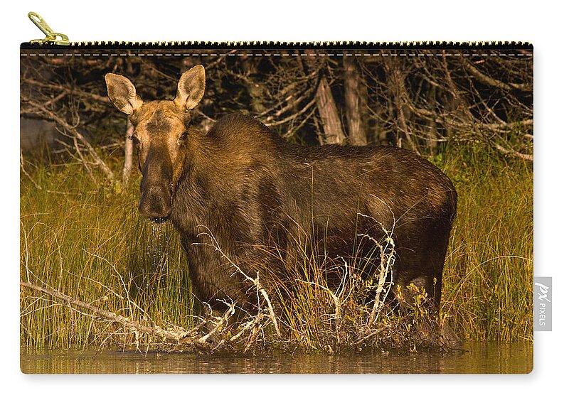 Moose Zip Pouch featuring the photograph Moose of Prong Pond by Brent L Ander