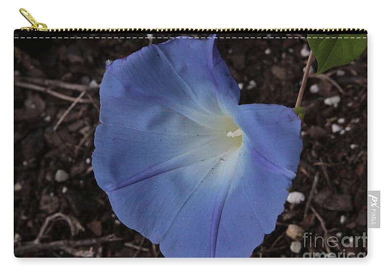 Morning Glory Zip Pouch featuring the photograph Morning Glory by Robin Pedrero