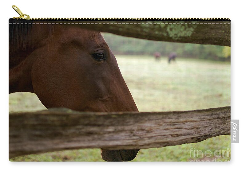 Horse Zip Pouch featuring the photograph Morning Greeting by Lara Morrison