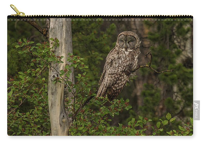 Morning Zip Pouch featuring the photograph Morning Sun On A Great Grey by Yeates Photography