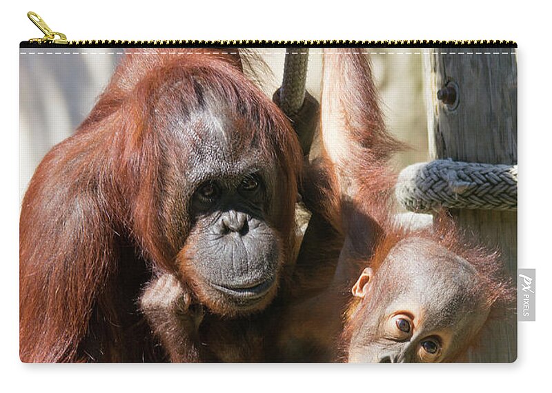 Orangutan Zip Pouch featuring the photograph Mother and Baby Waiting For Lunch by John Black