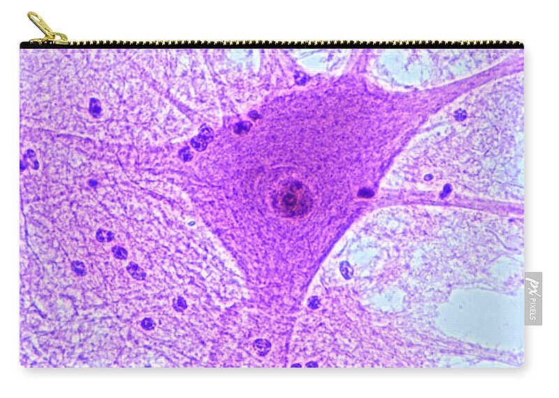 Histology Zip Pouch featuring the photograph Motor Neuron From Spinal Cord by M I Walker