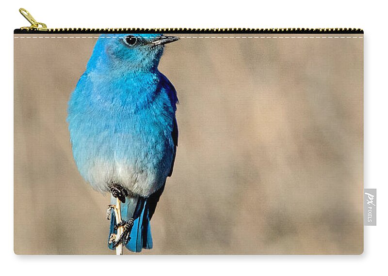 Colorado Zip Pouch featuring the photograph Mountain Bluebird on a Stem. by Dawn Key