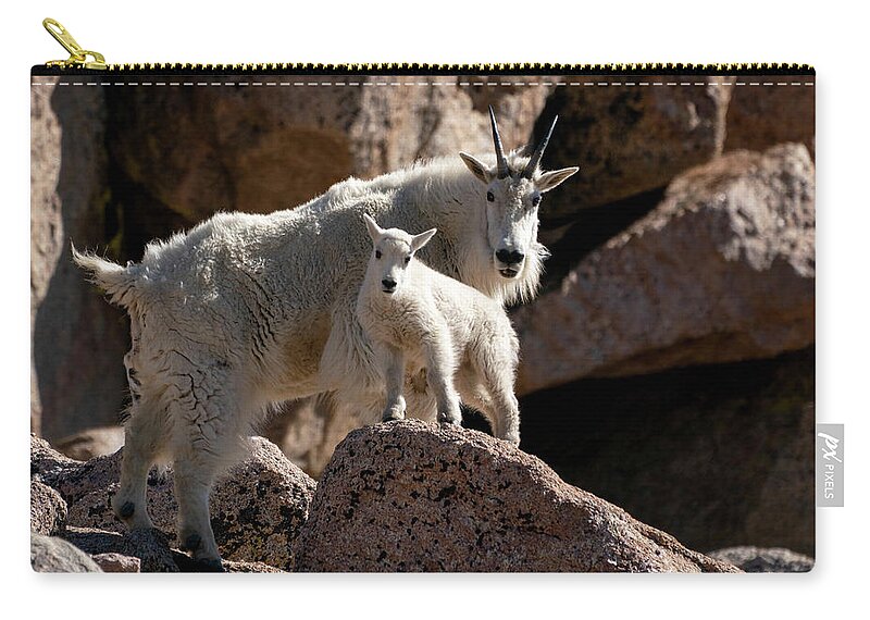 Mountain Goat Zip Pouch featuring the photograph Mountain Goat Mom to the Rescue by Judi Dressler