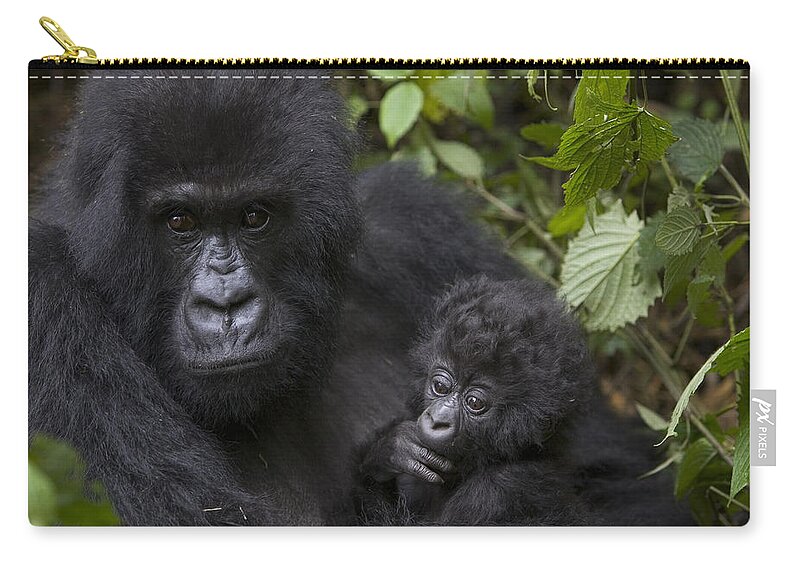 00761223 Zip Pouch featuring the photograph Mountain Gorilla Mother Holding 3 Month by Suzi Eszterhas