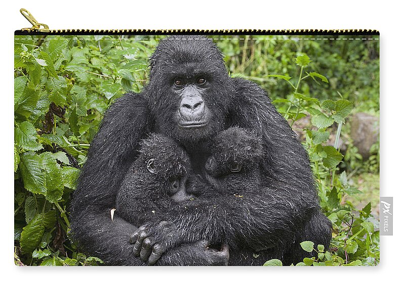 00499668 Zip Pouch featuring the photograph Mountain Gorilla Mother Holding 5 Month by Suzi Eszterhas