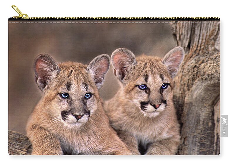 Dave Welling Carry-all Pouch featuring the photograph Mountain Lion Cubs Felis Concolor Captive by Dave Welling