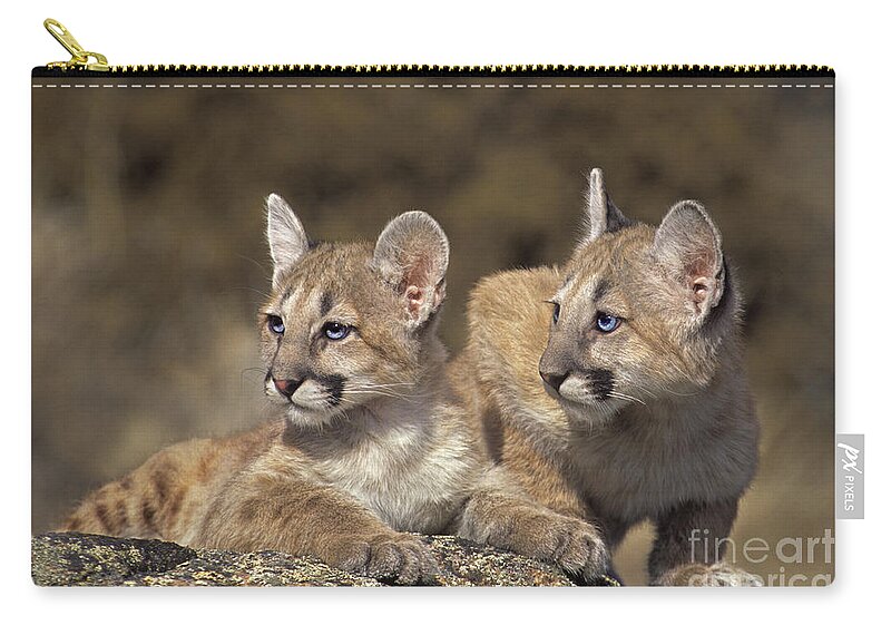 Mountain Lion Zip Pouch featuring the photograph Mountain Lion Cubs on Rock Outcrop by Dave Welling