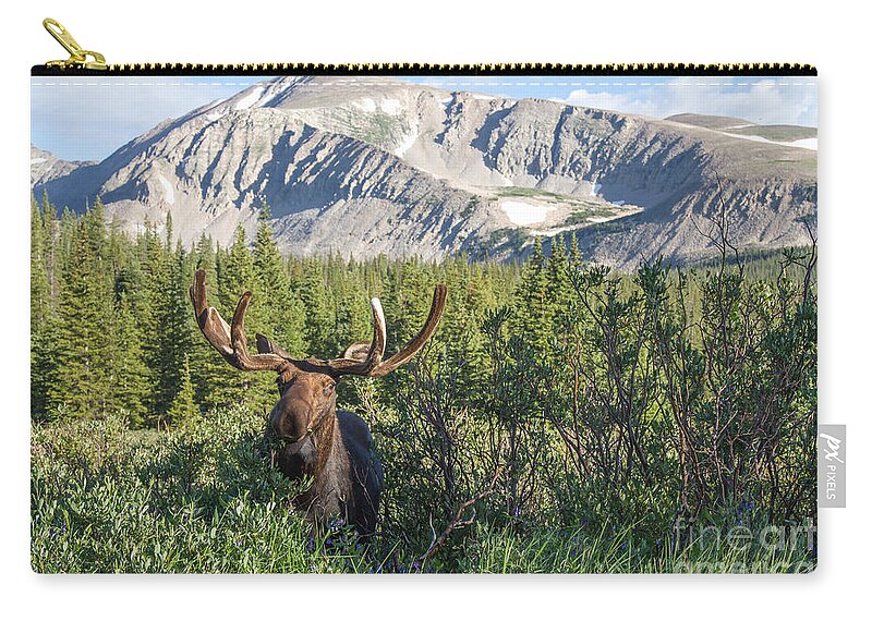 Moose Zip Pouch featuring the photograph Mountain Moose by Chris Scroggins